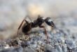 Les fourmis s’étirent le matin en se réveillant