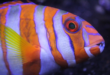 Le poisson peut voir à la fois la lumière infrarouge et la lumière ultraviolette