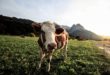 Les vaches ne peuvent pas descendre les escaliers