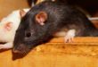 Les rats se multiplient si rapidement qu’en 18 mois, un couple de rat peut avoir plus d’un million de descendants