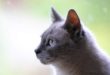 Les chats ont 32 muscles dans chacune de leurs oreilles