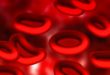 Il y a 100 000 km de vaisseaux sanguins dans le corps humain