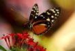 Les papillons goûtent leur nourriture avec leurs pieds