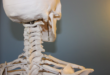 Un squelette humain se renouvelle complètement tous les 10 ans