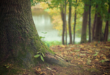 Les arbres sont les organismes vivants les plus anciens sur Terre