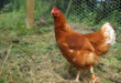 Le plus long vol enregistré d’un poulet est de 13 secondes