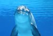 Les dauphins dorment avec un œil ouvert