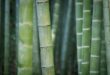 Les plants de bambou peuvent grandir de 90 cm en une journée