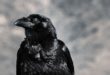 Les corbeaux peuvent parler comme les perroquets