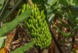 Les bananes sont courbées car elles poussent en direction du soleil