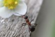 Les reines fourmis peuvent vivre jusqu’à 30 ans