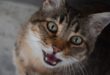Les chats peuvent émettre plus de cent sons vocaux différents
