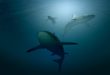 Les requins ne peuvent pas cligner des yeux