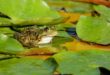Les grenouilles croassent avant un orage