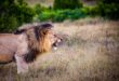 Un rugissement de lion peut être entendu à 8 kilomètres