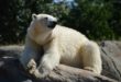 Il n’y a pas d’ours polaire en Antarctique