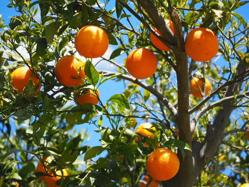 Le saviezvous ? Les premières oranges n'étaient pas oranges Le saviezvous Le saviezvous ? Les premières oranges n'étaient pas oranges Le saviezvous