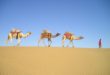 Les chameaux sont surnommés les “bateaux du désert”