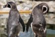 Les pingouins font leur demande en mariage en offrant un caillou