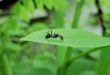 Une gigantesque colonie de fourmis s’étend sur plusieurs continents