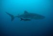 Le requin du Groenland peut vivre jusqu’à 500 ans