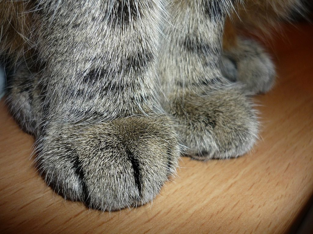 Le saviez-vous ? Les chats ont moins d'orteils sur les pattes arrières ...