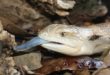 Plusieurs animaux ont la langue bleue
