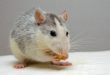 Un rat peut survivre plus longtemps sans eau qu’un chameau