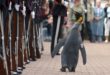 En Norvège, un pingouin a été nommé chevalier