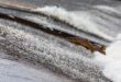 Au moins 11 espèces de poissons sont capables de marcher sur terre