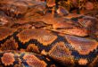 Les plus anciennes espèces connues de pythons se trouvaient en Allemagne