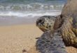 Les plus anciens fossiles de tortues de mer datent d’environ 150 millions d’années
