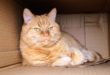 C’est leur instinct qui pousse les chats à être attirés par les boîtes