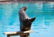 Les otaries sont capables d’applaudir en rythme