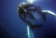 Les chants des baleines peuvent être utilisés pour cartographier le fond de l’océan