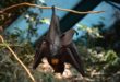Les chauves-souris peuvent manger 3000 insectes par nuit